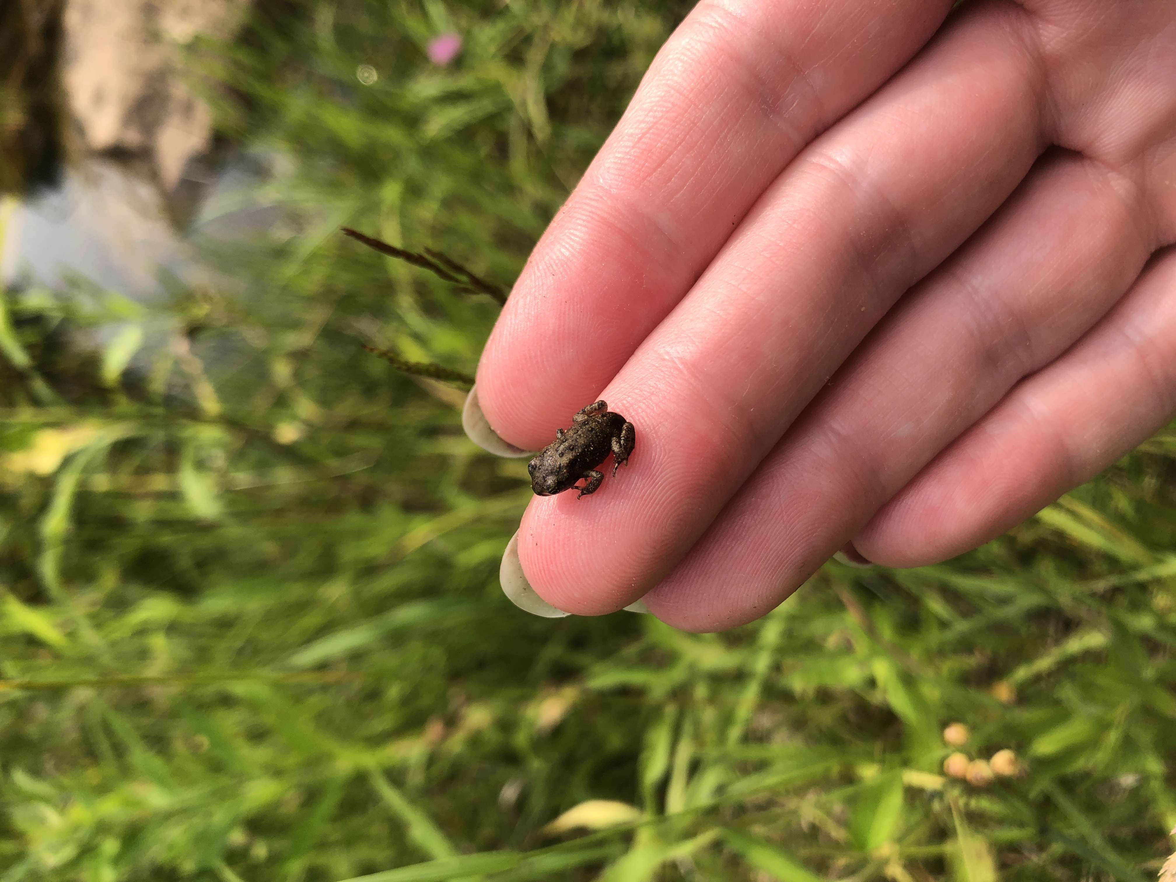Image shows a pic collage with two pictures of table scraps and paper garbage above two pictures of worms composting the materials.